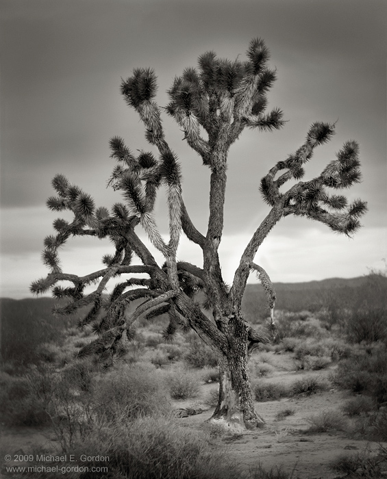 fine art, photo, picture, photograph, print, black and white, b/w, Joshua Tree, Yucca brevifolia, Mojave Desert, California