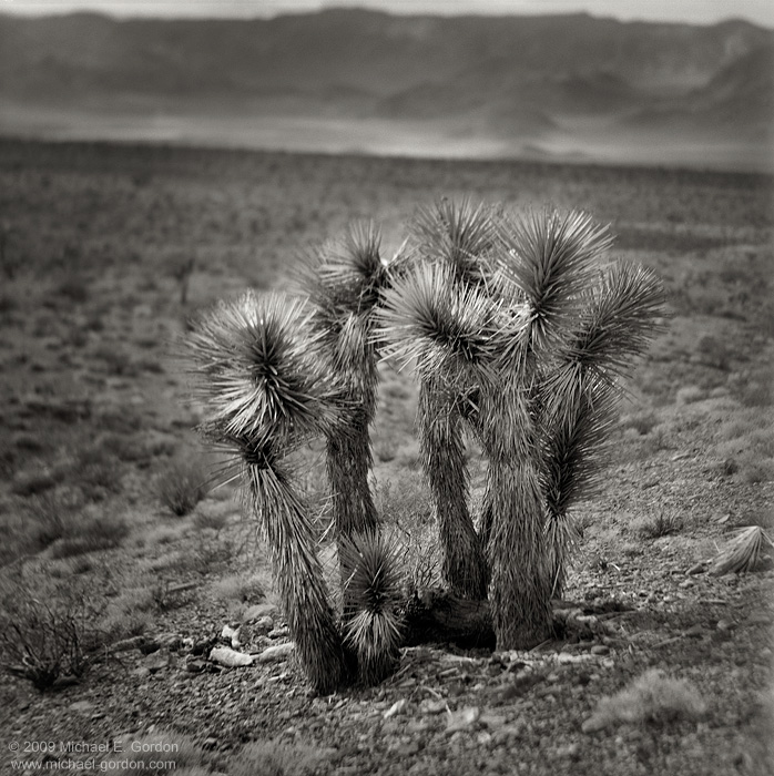 fine art, photo, picture, photograph, print, black and white, b/w, Joshua Tree, Yucca brevifolia, Mojave Desert, California