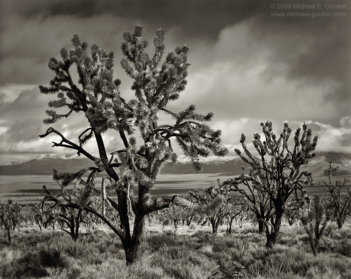fine art photo, picture, fine art photograph, fine art print, black and white, b/w, Joshua Tree, Yucca brevifolia, Mojave Desert...