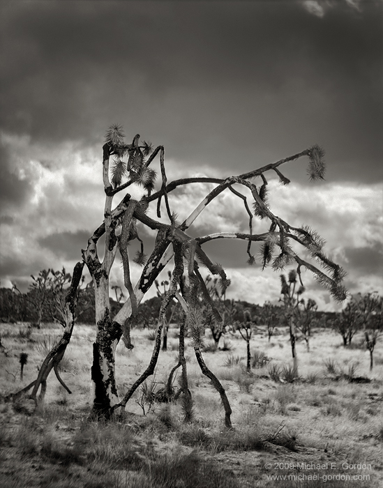 fine art, photo, picture, photograph, print, black and white, b/w, Joshua Tree, Yucca brevifolia, Mojave Desert, California
