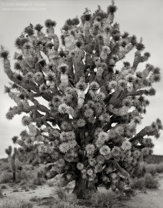 fine art, photo, picture, photograph, print, black and white, b/w, Joshua Tree, Yucca brevifolia, Mojave Desert, California