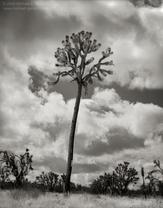fine art, photo, picture, photograph, print, black and white, b/w, Joshua Tree, Yucca brevifolia, Mojave Desert, California