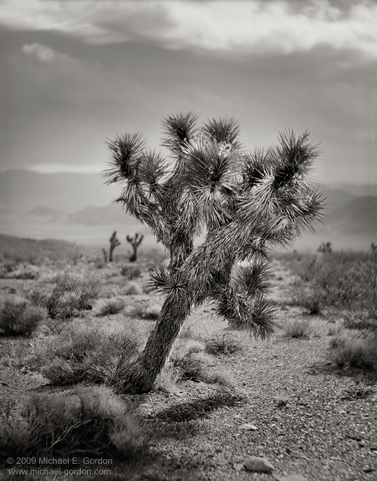 fine art, photo, picture, photograph, print, black and white, b/w, Joshua Tree, Yucca brevifolia, Mojave Desert, California