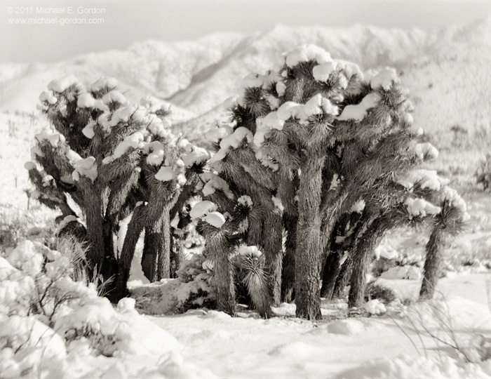 A group of snow covered Joshua trees on a brilliant winter day. Near Walker Pass, California.
