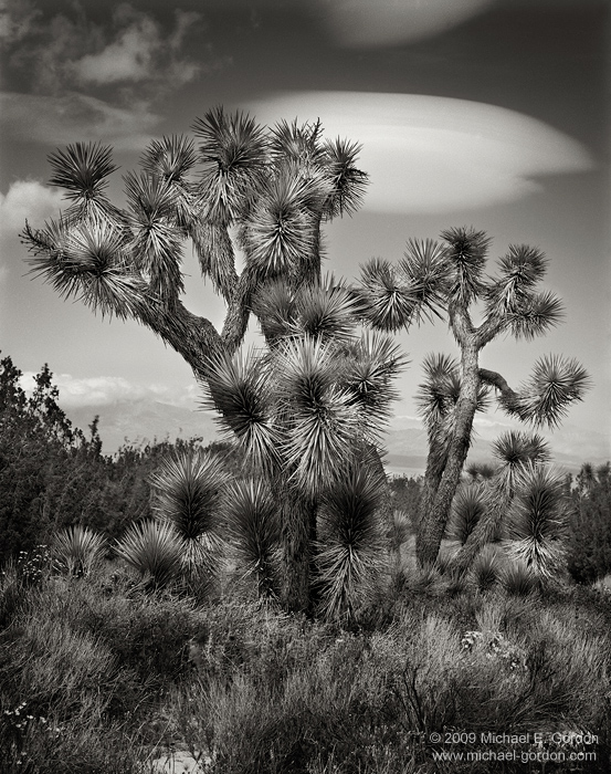 fine art, photo, picture, photograph, print, black and white, b/w, Joshua Tree, Yucca brevifolia, Mojave Desert, California