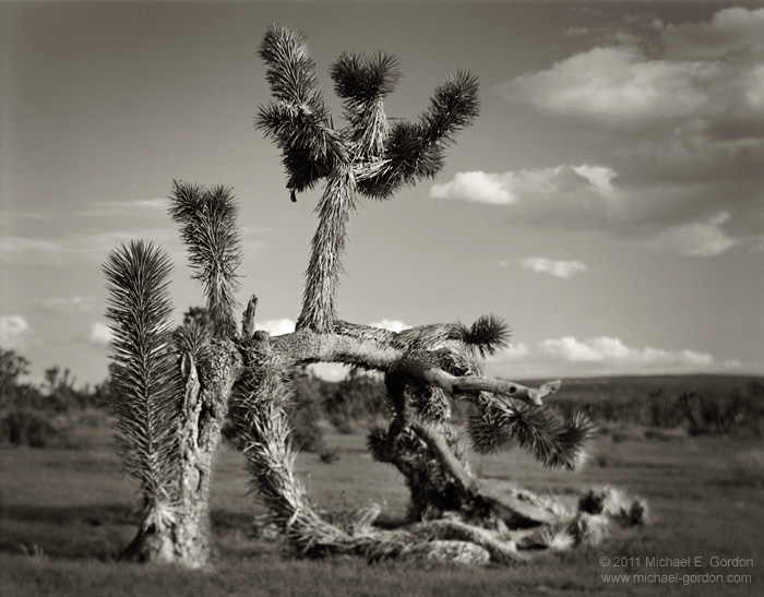 This unusual Joshua tree was bent sideways and then sprouted new growth. Mojave National Preserve, California.