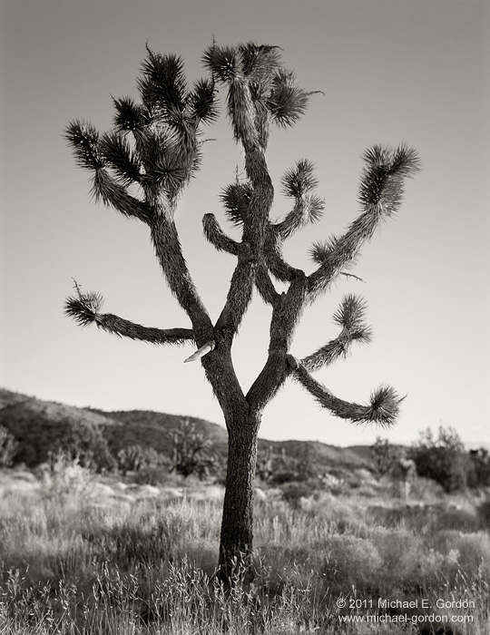 A poised and graceful Joshua tree at sunrise.