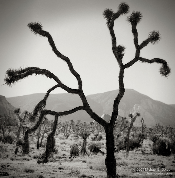 fine art, photo, picture, photograph, print, black and white, b/w, Joshua Tree, Yucca brevifolia, Mojave Desert, California