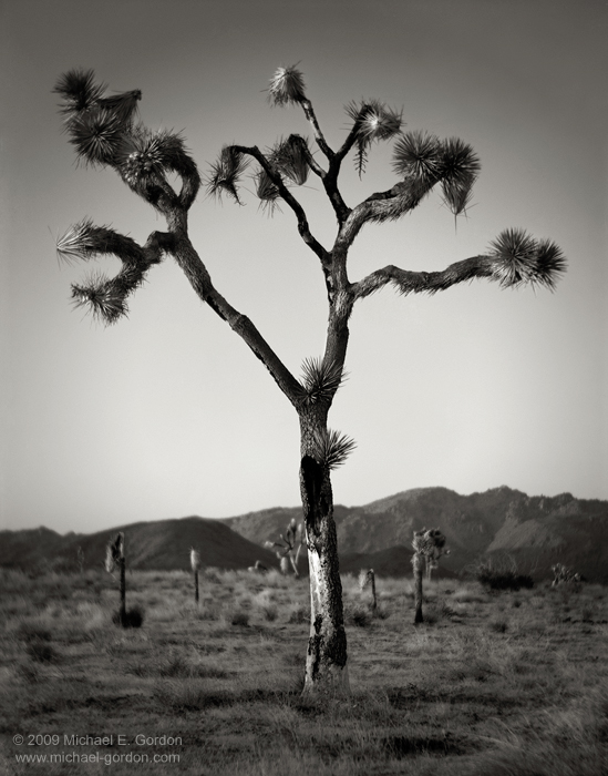 fine art, photo, picture, photograph, print, black and white, b/w, Joshua Tree, Yucca brevifolia, Mojave Desert, California