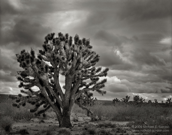 fine art, photo, picture, photograph, print, black and white, b/w, Joshua Tree, Yucca brevifolia, Mojave Desert, California