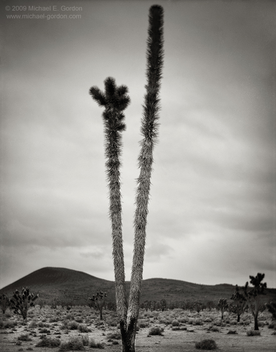 fine art, photo, picture, photograph, print, black and white, b/w, Joshua Tree, Yucca brevifolia, Mojave Desert, California