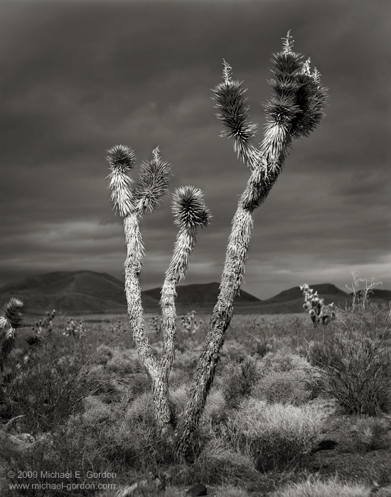 fine art, photo, picture, photograph, print, black and white, b/w, Joshua Tree, Yucca brevifolia, Mojave Desert, California