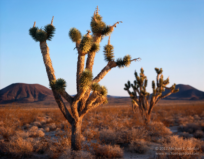 Two Joshua trees (Yucca brevifolia) dance at sunrise in view of two cinder cones.