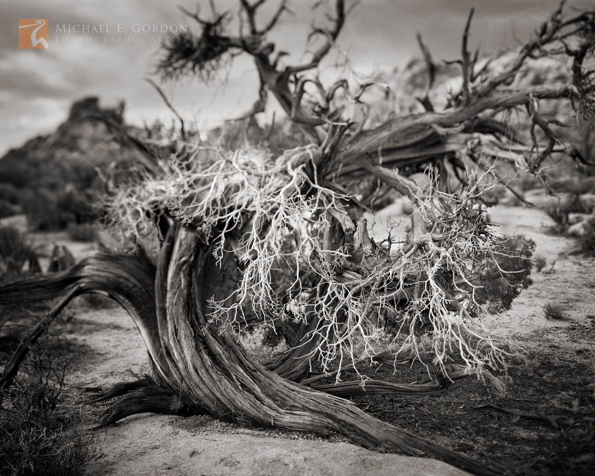 A study of&nbsp;California Juniper (Juniperus californica). Mojave Desert, California. Logos and watermarks are not found on...
