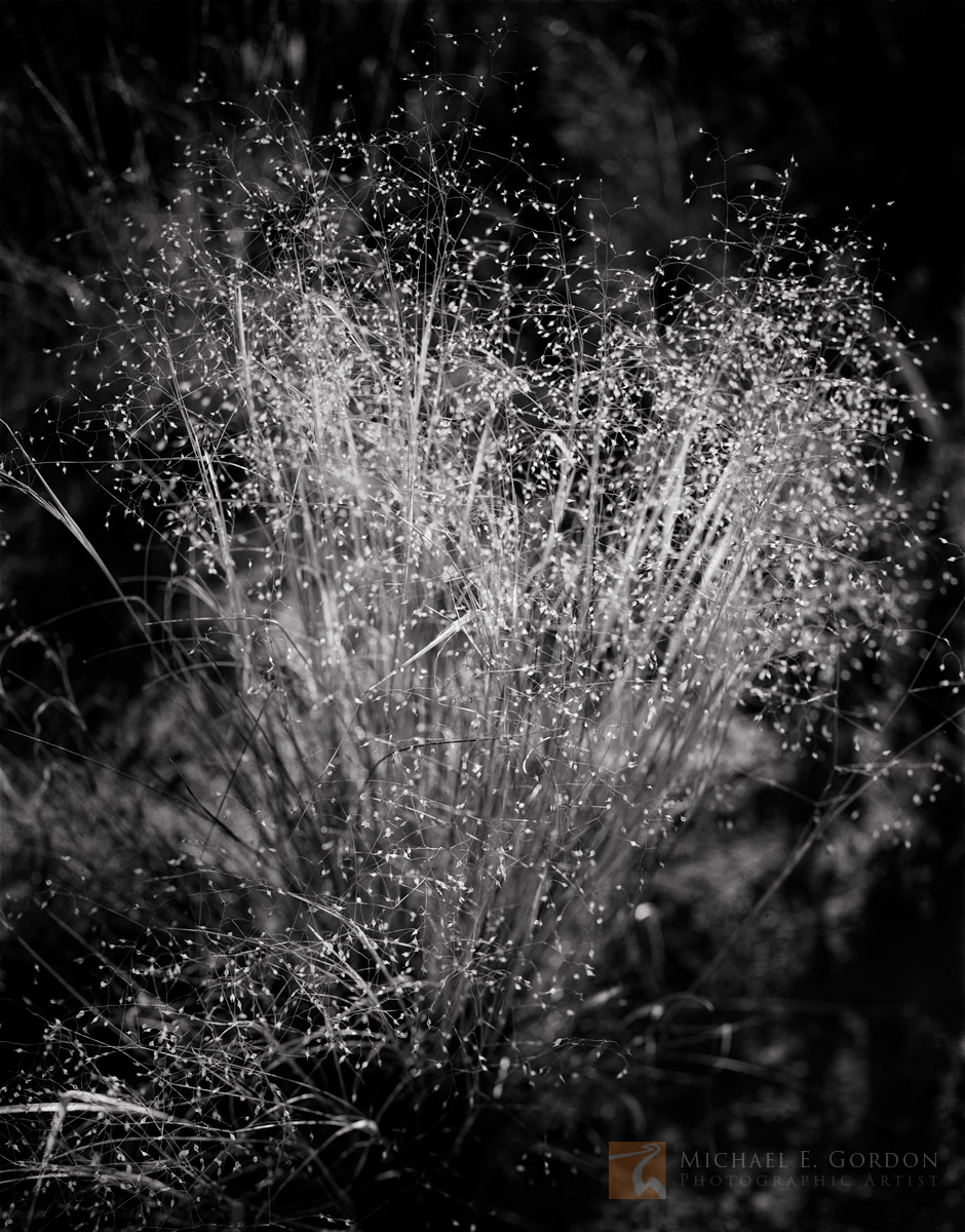 Indian Ricegrass (Achnatherum hymenoides) in morning light.Logos and watermarks are not found on any printed product. This feature...
