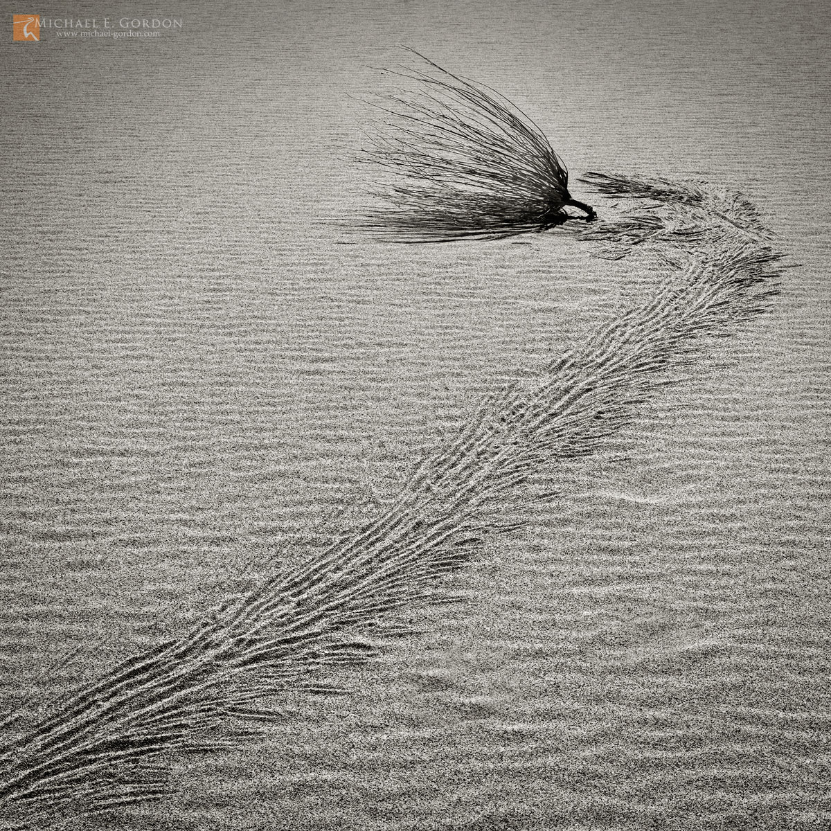 A an uprooted and wandering Desert Globemallow (Sphaeralcea ambigua) leaves a windblown track on Death Valley National Park's...