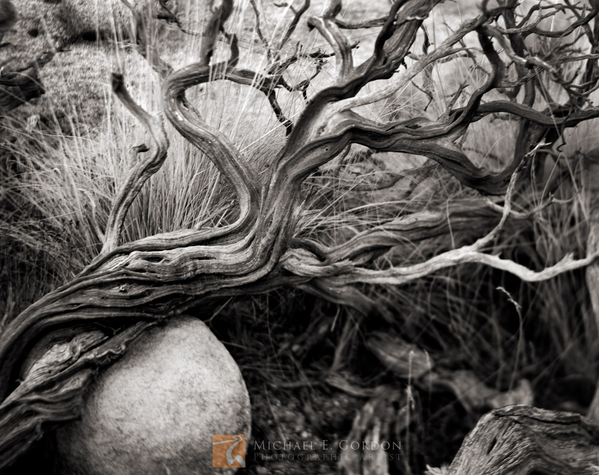 Dead old-growth Manzanita (Arctostaphylos glauca) woven through boulders and grasses.Logos and watermarks are not found on any...