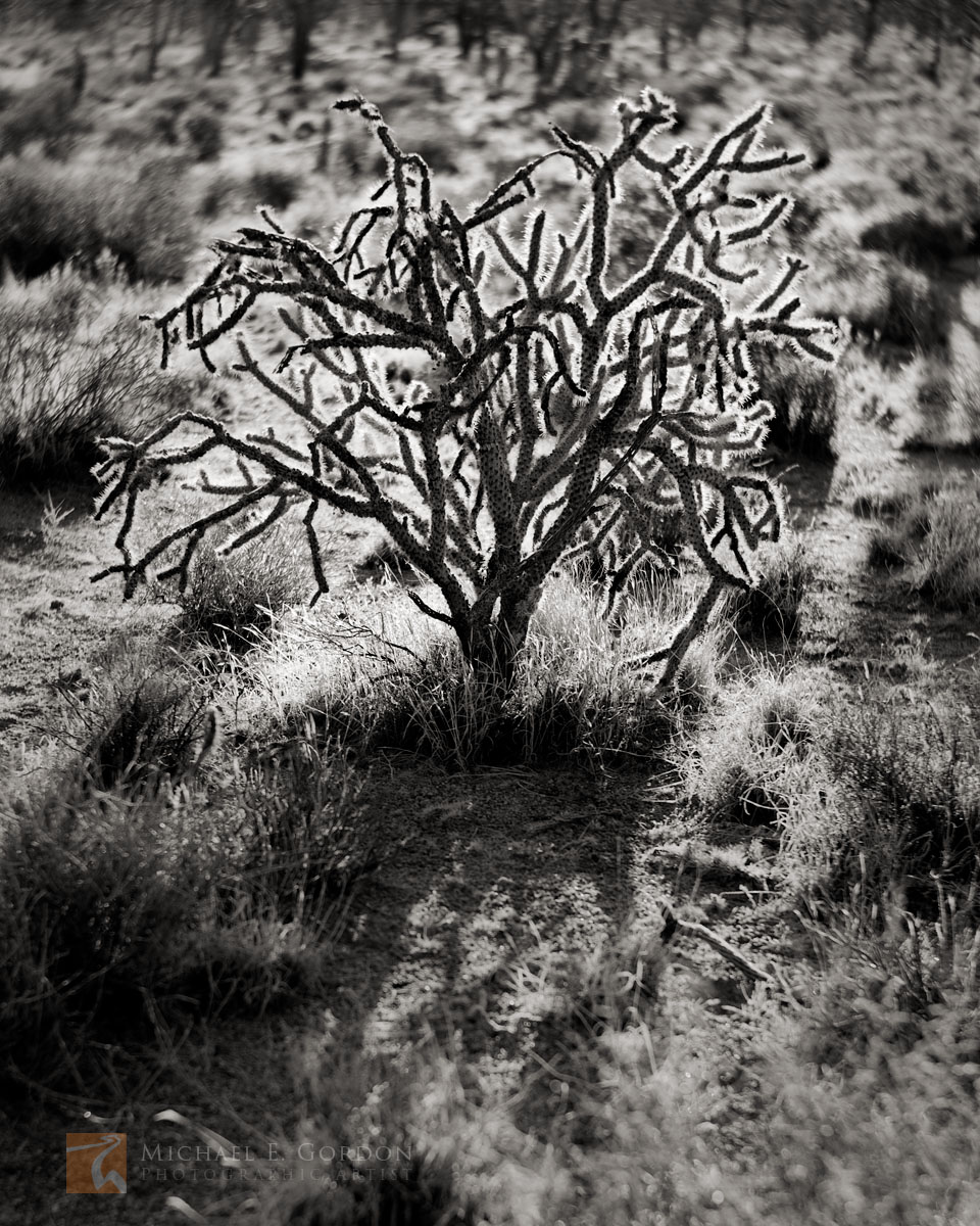 A Medusa-like Silver Cholla (Cylindropuntia echinocarpa) backlit by the rising morning sun.&nbsp;Logos and watermarks are not...