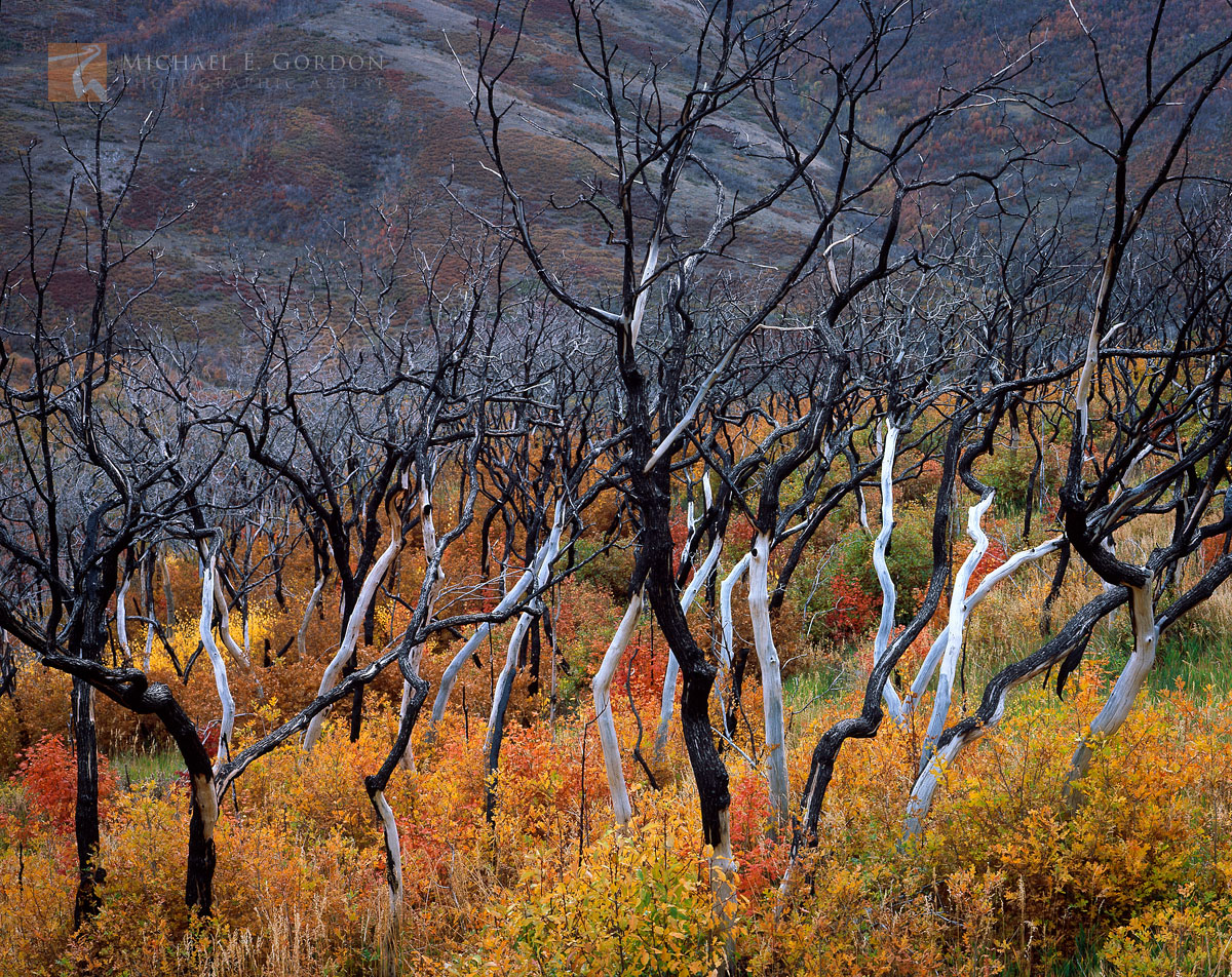 Recovering wildfire burned Gambel's Oak (Quercus gambelii)&nbsp;display rich autumn color high above the valley floor.&nbsp;Logos...