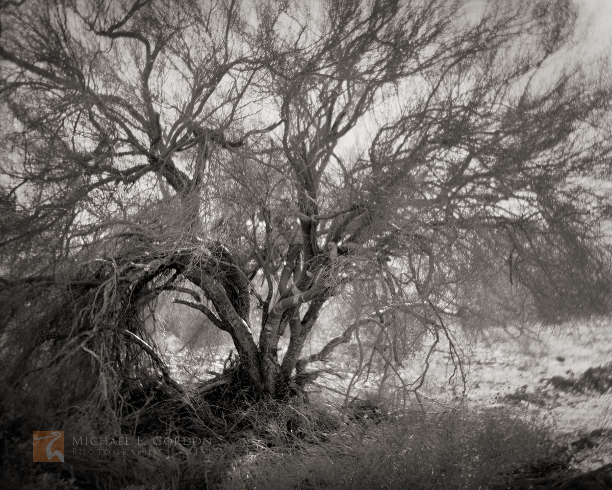 A study of light and form. Blue Palo Verde&nbsp;(Cercidium floridum).&nbsp;Logos and watermarks are not found on any printed...