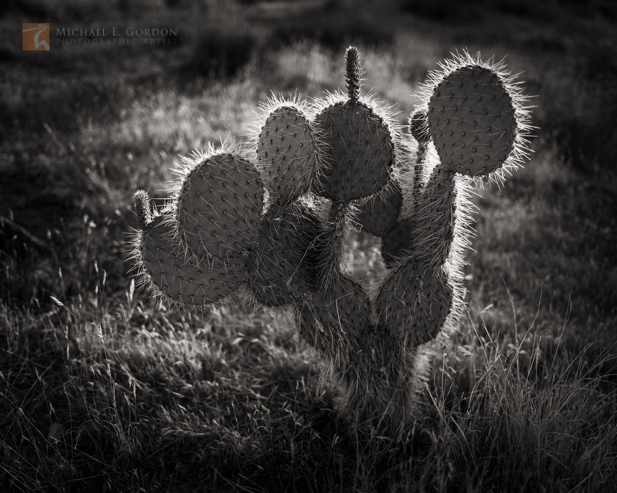 Pancake Prickly-pear cactus (Opuntia chlorotica) and delicate grasses&nbsp;backlit by late afternoon sunlight.