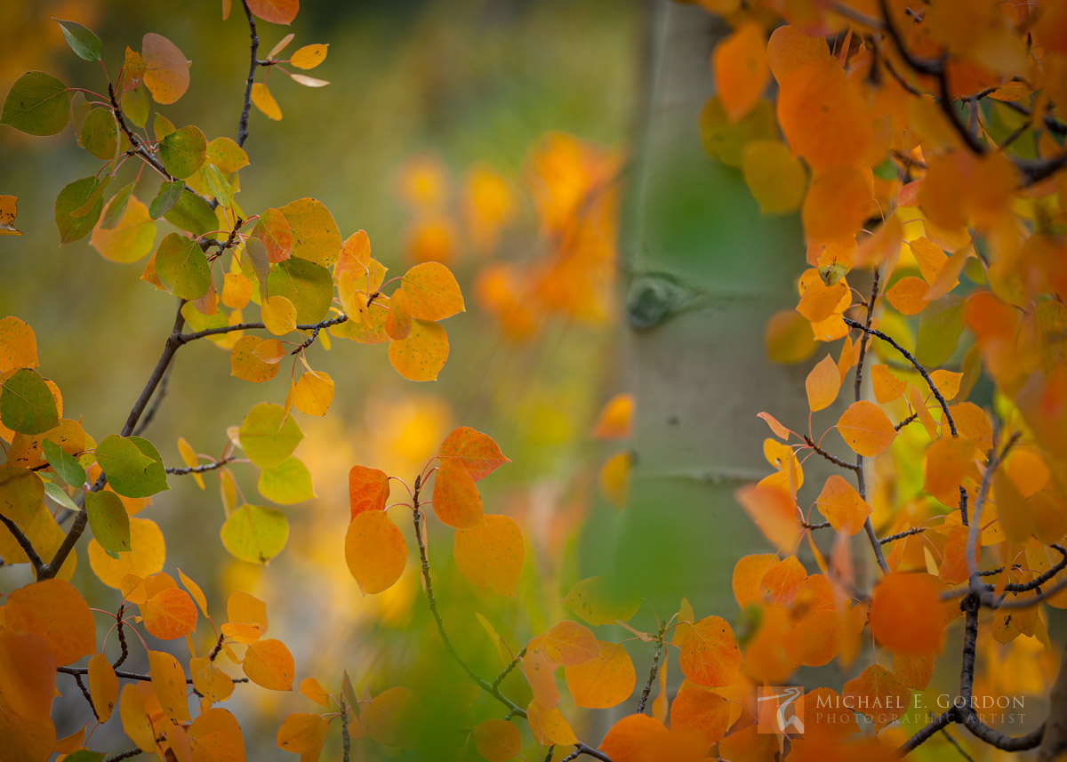 A&nbsp;Quaking Aspen&nbsp;bole&nbsp;(Populus tremuloides) peeks through a riot of autumn colored leaves.Logos and watermarks...