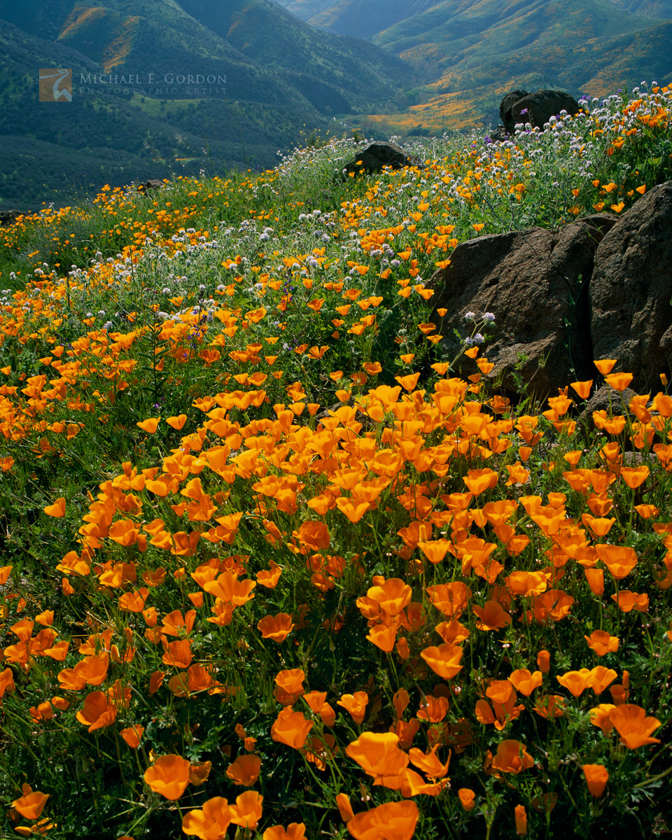 A vast landscape of&nbsp;California poppy wildflowers&nbsp;(Eschscholzia californica) carpets verdant Riverside County mountains...