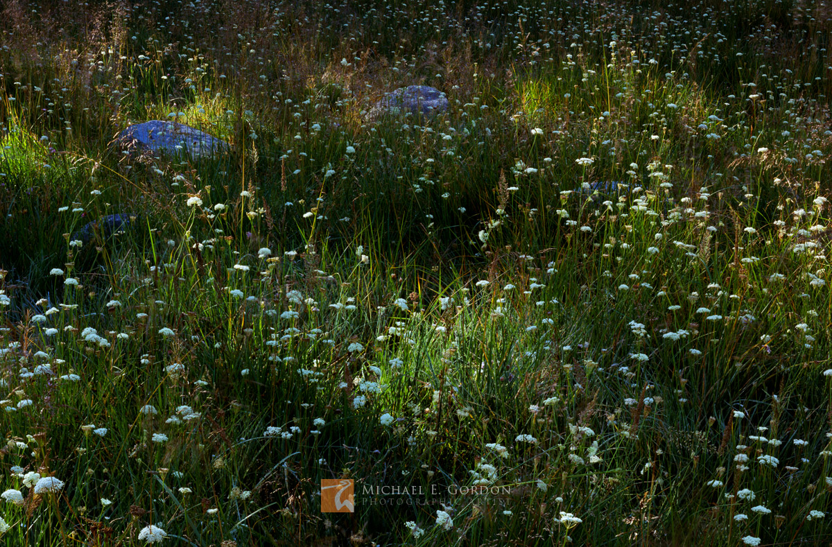 A High Sierra meadow carpeted with Parish's Yampah wildflowers (Perideridia parishii) is dappled by early morning light.Logos...