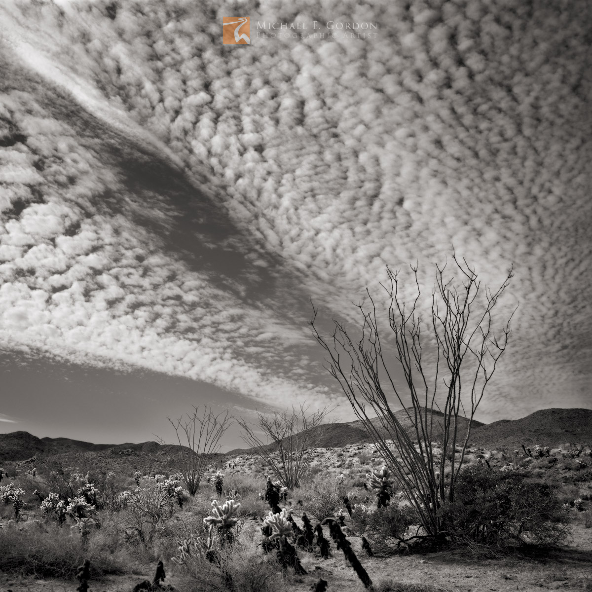 Cirrocumulus clouds over Ocotillo (Fouquieria splendens), Teddybear Cholla (Cylindropuntia bigelovii), and the&nbsp;Colorado...