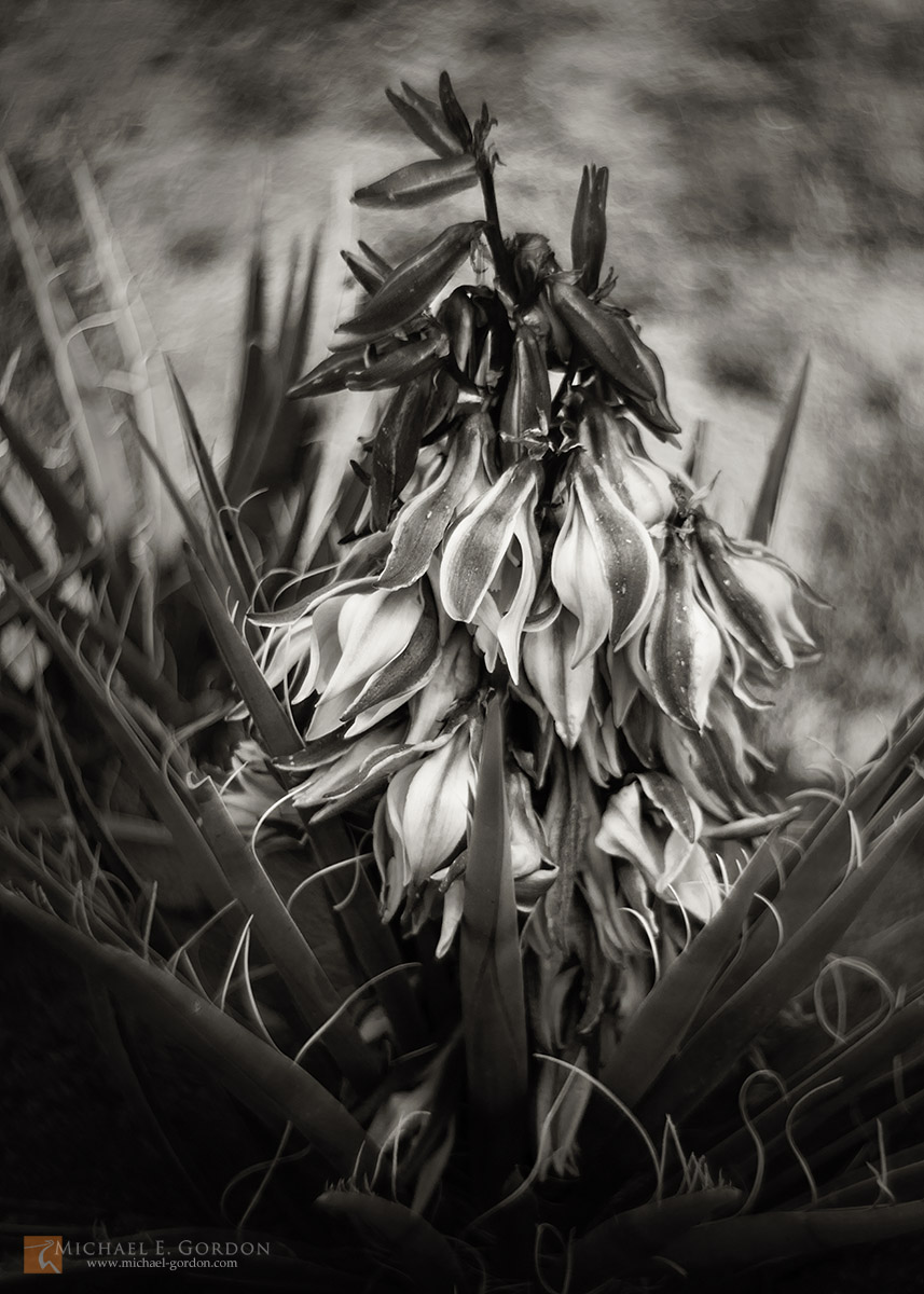 A Banana Yucca aka Datil Yucca (Yucca baccata) in full bloom. Mojave Desert, Mojave National Preserve, California.