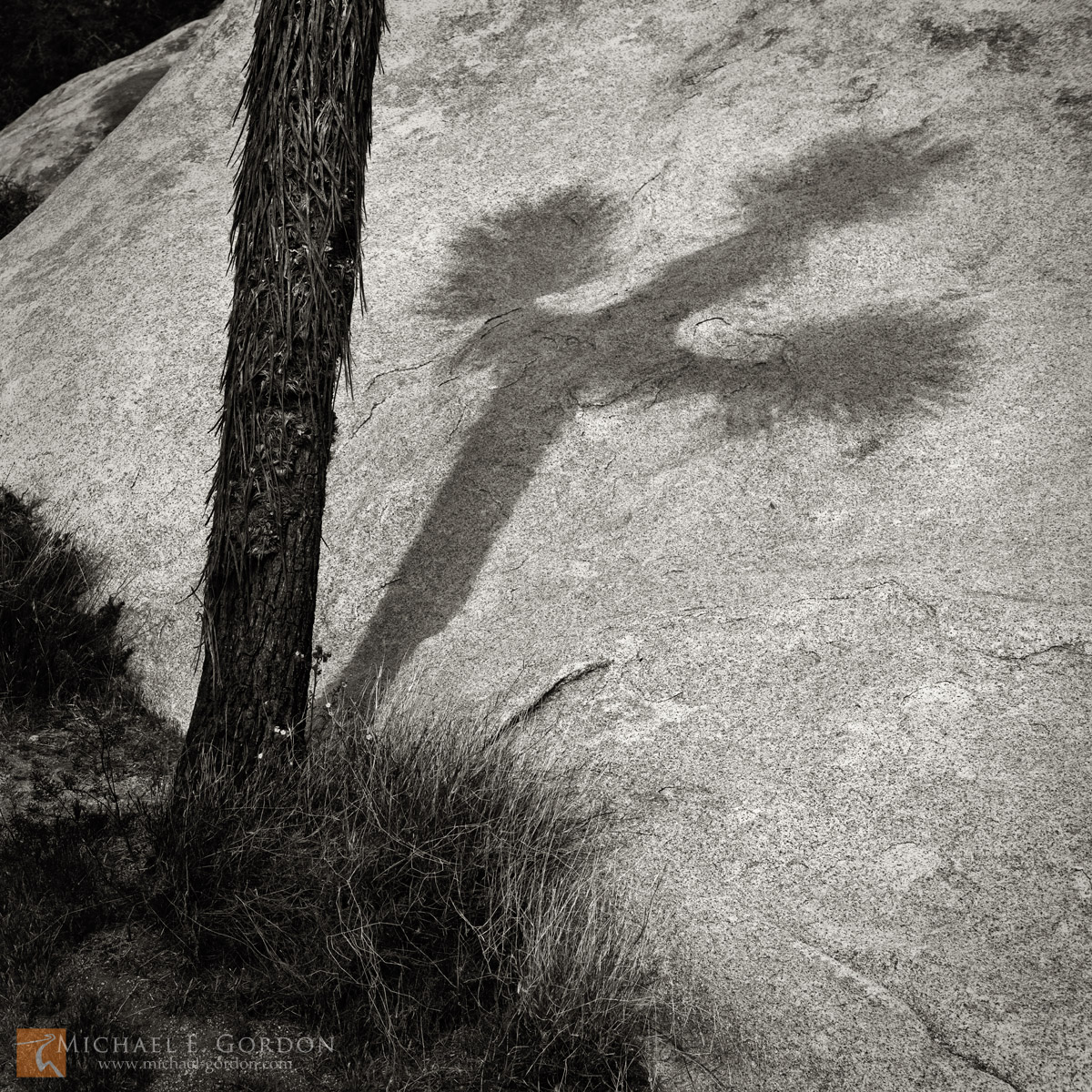 A Joshua tree (Yucca brevifolia) casts a distinct crucifix or cross-like shadow upon a quartz monzonite boulder.