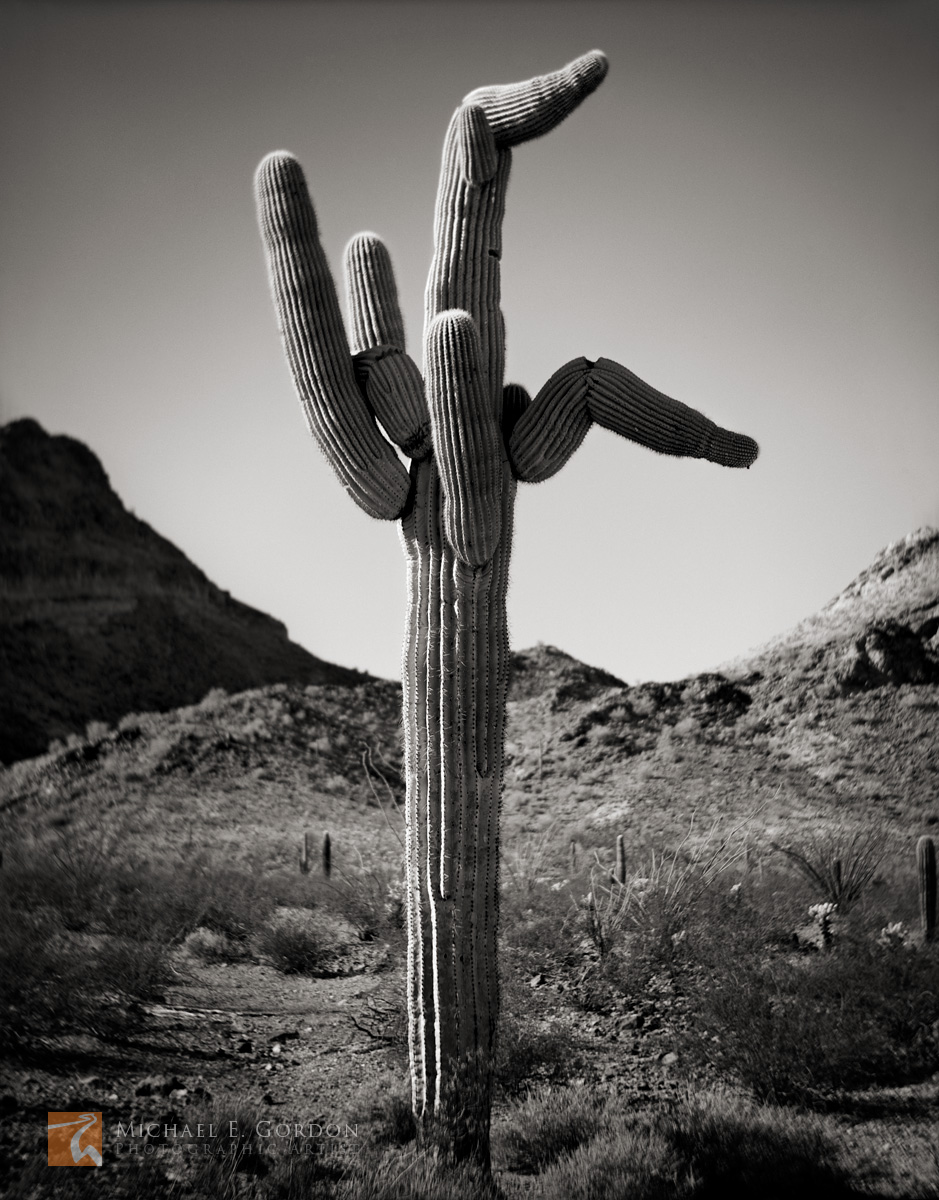 An unusual saguaro cactus (Carnegiea gigantea).Logos and watermarks are not found on any printed product. This feature is for...