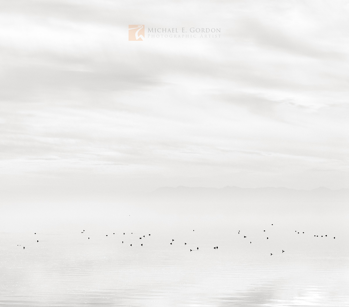 Eared&nbsp;Grebes (Podiceps nigricollis) appear to hover in an overcast&nbsp;high key atmosphere.&nbsp;Logos and watermarks are...