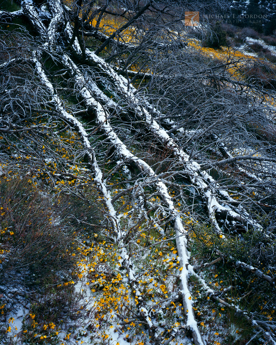 A late spring snowstorm blankets&nbsp;a felled pine tree and&nbsp;field of wildflowers.Logos and watermarks are not found on...