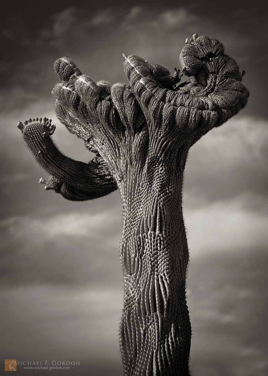 An elegant cristate (crested) Saguaro cactus (Carnegiea gigantea) in southern Arizona.