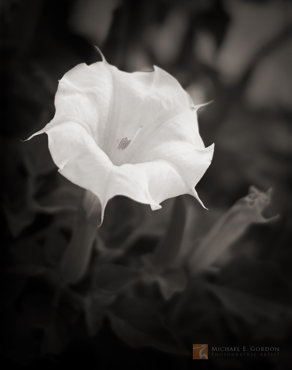 The perfumed night-blooming flower of the Sacred Datura (Datura wrightii), one of the most ethnopharmacologically important species...