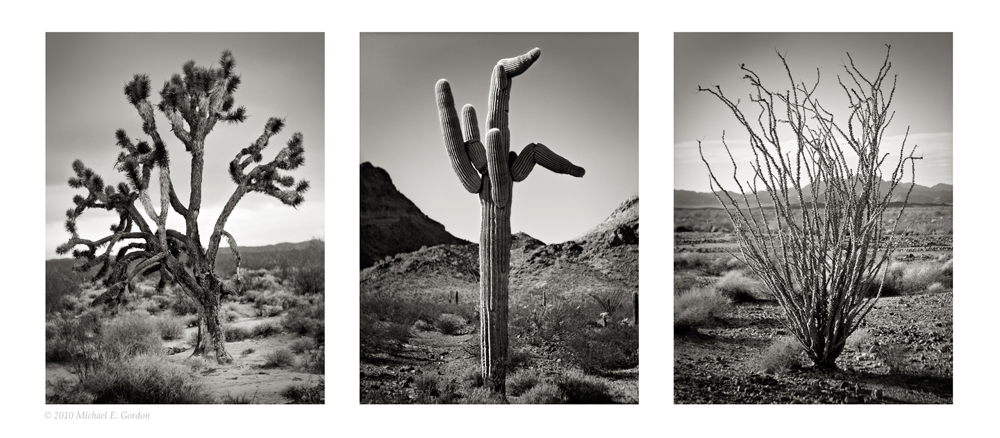 Desert trio triptych