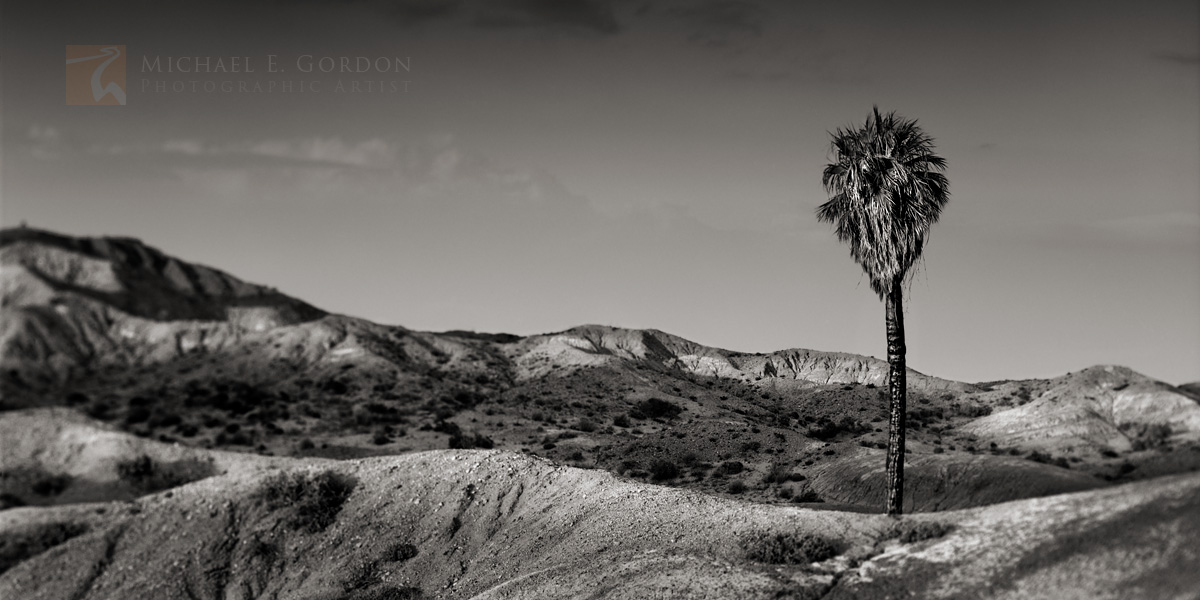 Late afternoon light falls on the wild Una Palma (Washingtonia filifera)&nbsp;and Borrego badlands, Colorado (Sonoran)&nbsp;Desert...