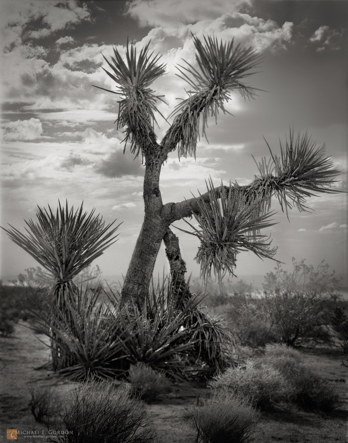 Mojave Yucca (Yucca schidigera) backed by summer monsoon clouds and weather. Every photograph on this website and&nbsp;blog&nbsp...