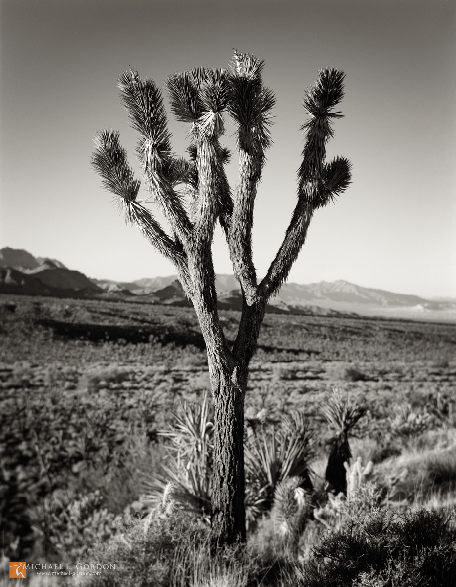 A lone Joshua tree (Yucca brevifolia) stands before the Providence Mountains and Granite Mountains.