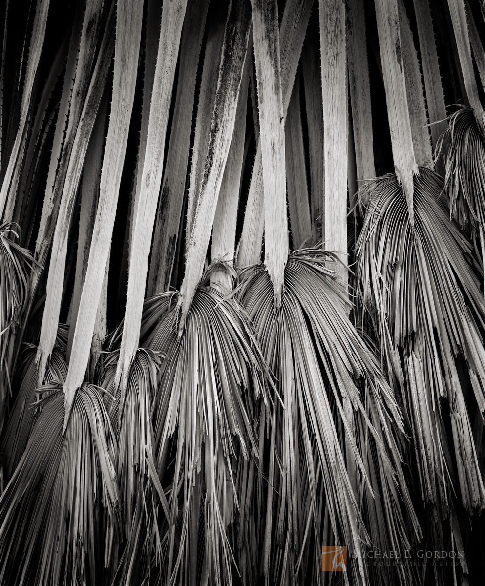 Old and weathered palm fronds at a wild and native desert palms oasis (Washingtonia filifera) in the Colorado (Sonoran) Desert...