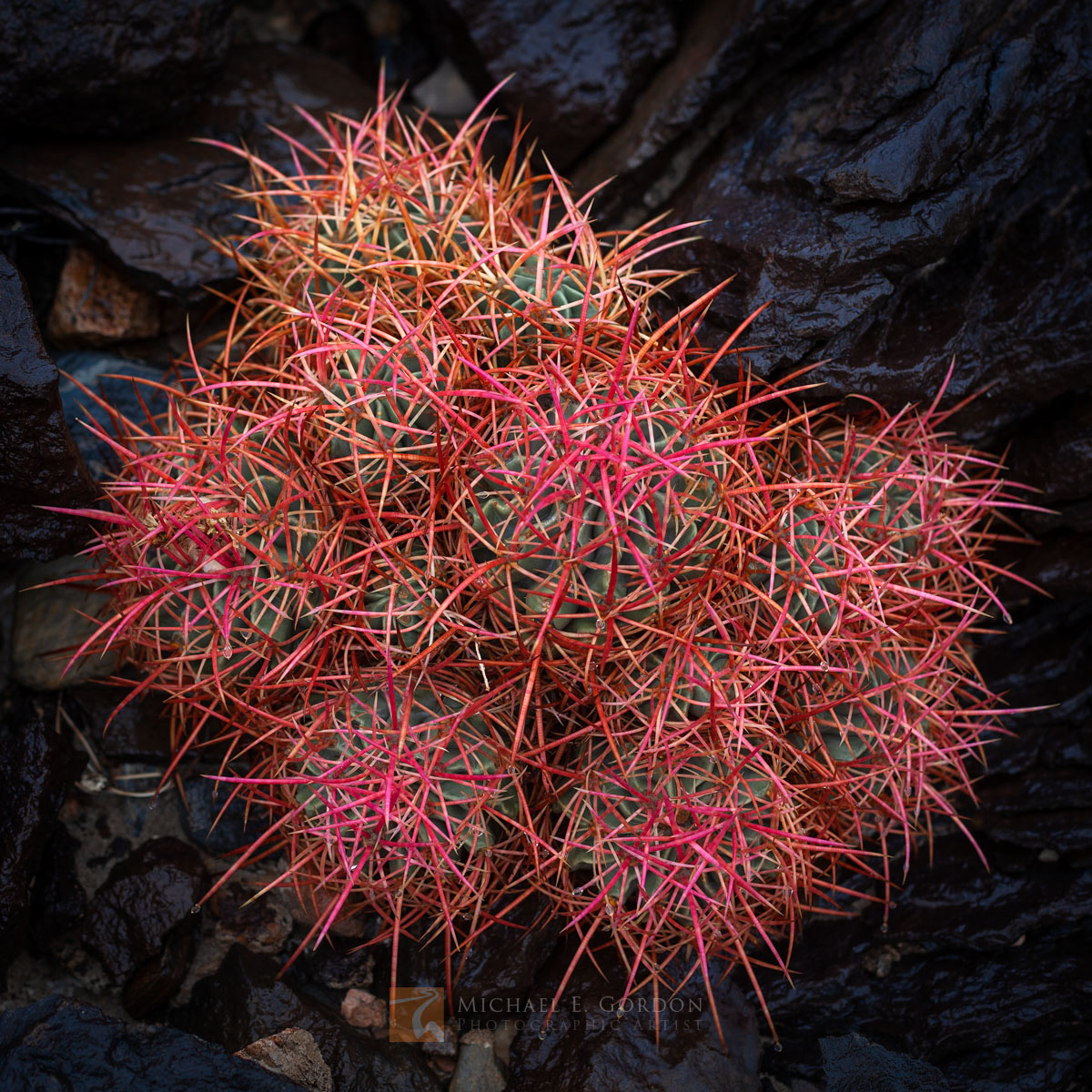 A wet and color-saturated Cottontop Cactus (Echinocactus polycephalus) atop volcanic rock&nbsp;in Saline Valley.