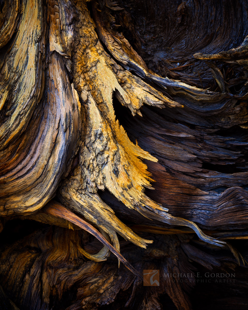Sculptural detail of roots and wood of an ancient fallen Jeffrey pine (Pinus jeffreyi).Logos and watermarks are not found on...