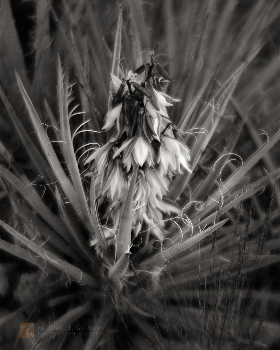 Flowering Banana Yucca (aka Blue or&nbsp;Datil Yucca [Yucca baccata]).Logos and watermarks are not found on any printed product...