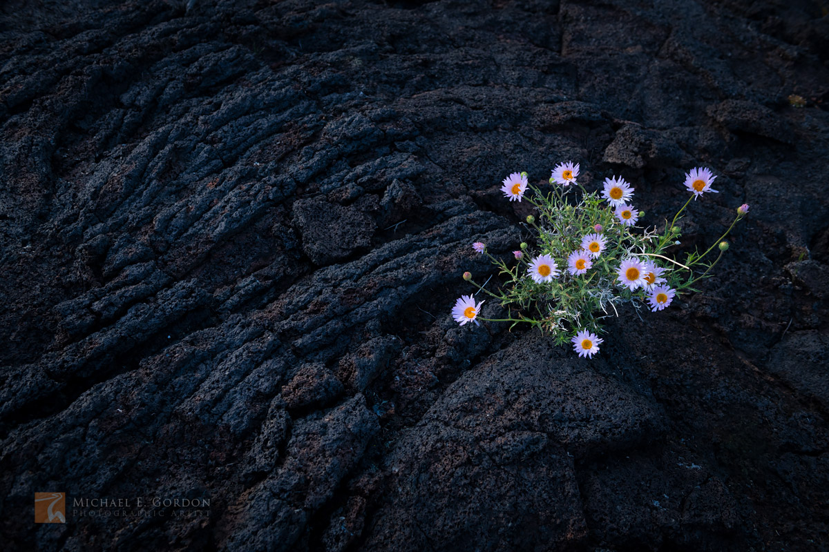 Mojave Aster (Xylorhiza tortifolia) on ropey pahoehoe lava flow.