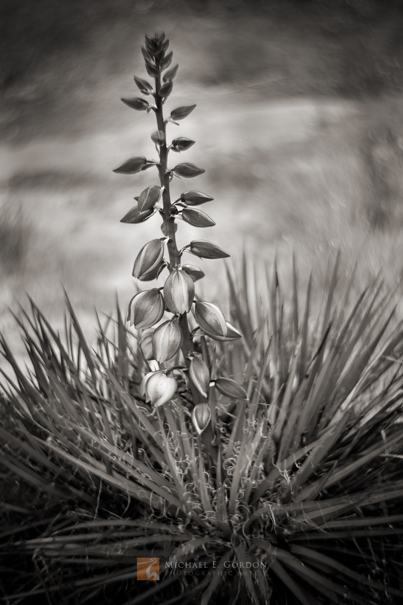 A beautiful Narrowleaf Yucca (Yucca angustissima) just beginning to bloom on the Colorado Plateau.