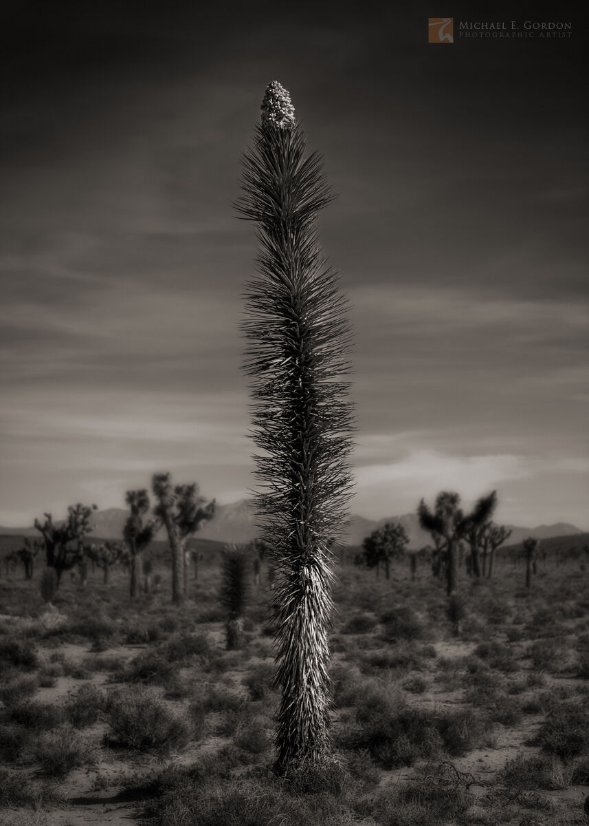 A branchless and flowering single stalk Joshua tree (Yucca brevifolia) in Death Valley National Park, California.