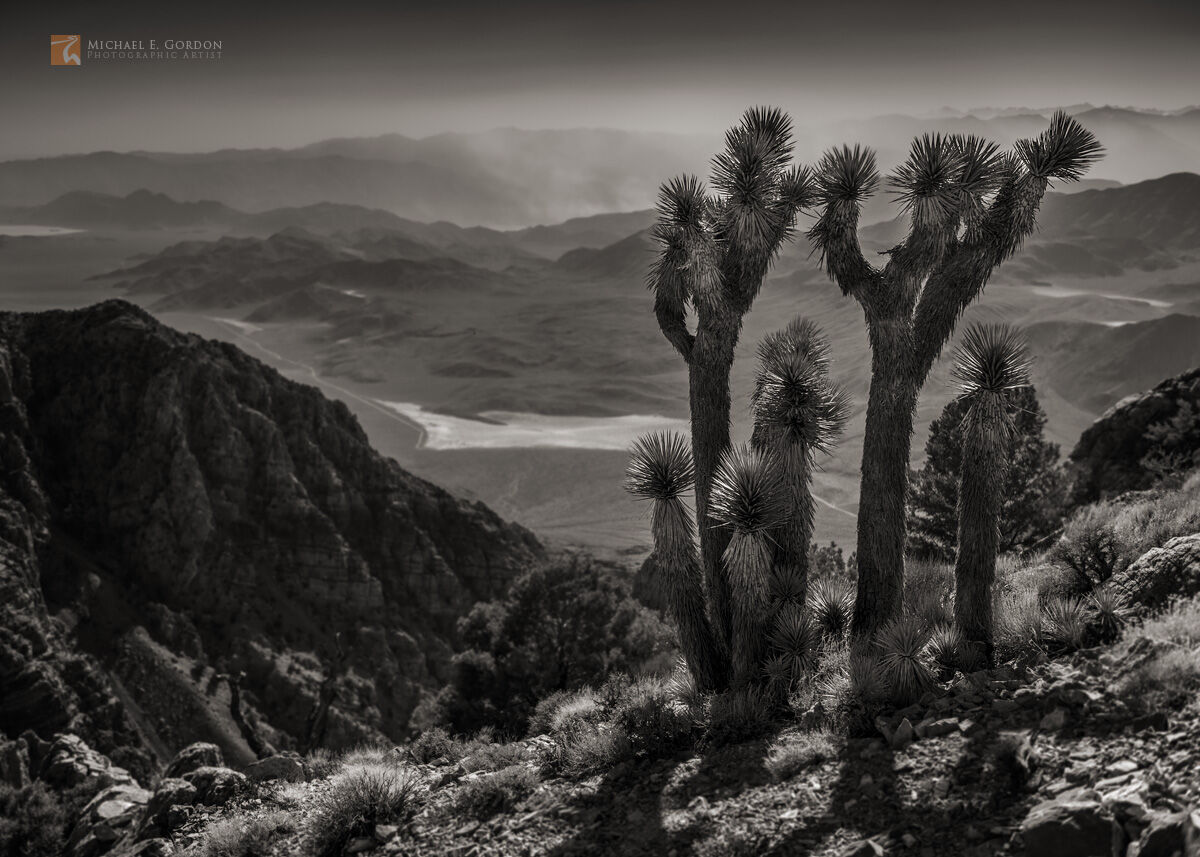 Ebullient high altitude Joshua trees (Yucca brevifolia) salute the sun.