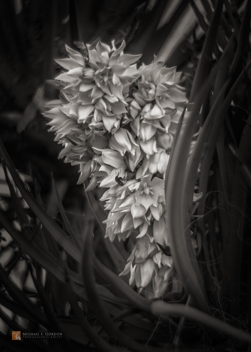 A beautiful Mojave Yucca (Yucca schidigera) bloom/inflorescence at peak blossom.