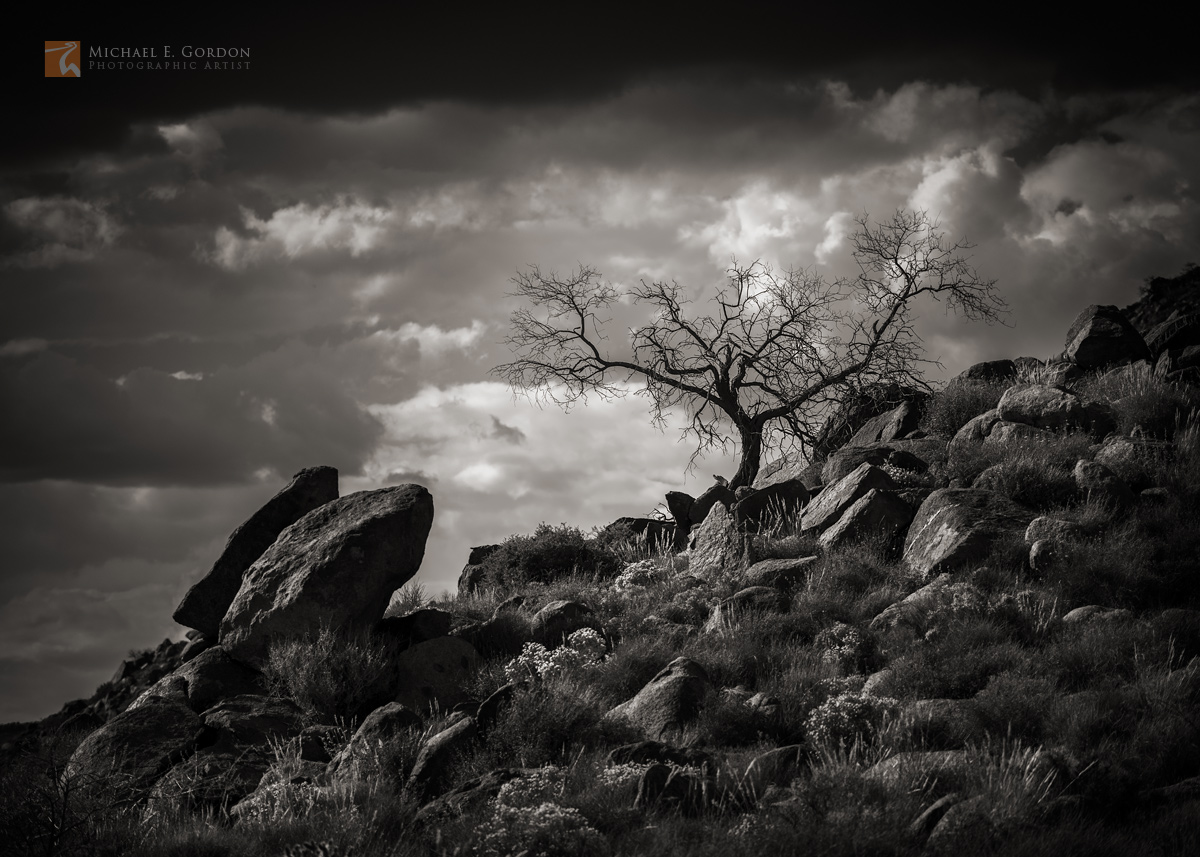 Before stormy skies, a lone Honey Mesquite (Prosopis glandulosa) converses with granite boulders while candle-like Desert Stipa...